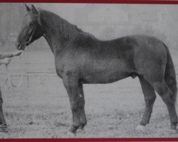 stallion Einhart Mo 1065 (Heavy Warmblood, 1952, from Eichmann (Mo) 572)