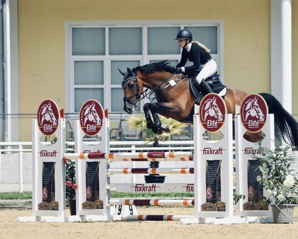 jumper Joker Vk (Swedish Warmblood, 2014, from Dakar VDL)