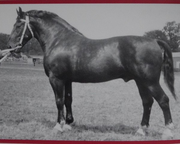 Deckhengst Glanzstern I Mo 1057 (Schweres Warmblut, 1951, von Glanz SN 730)