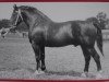 stallion Glanzstern I Mo 1057 (Heavy Warmblood, 1951, from Glanz SN 730)