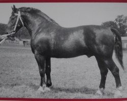 stallion Glanzstern I Mo 1057 (Heavy Warmblood, 1951, from Glanz SN 730)