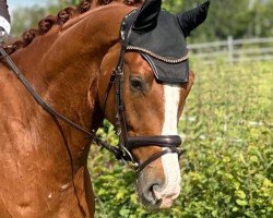 dressage horse Scalino 6 (Hanoverian, 2019, from Scolari)