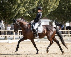 dressage horse Incanta Nera (Hanoverian, 2017, from Asgard's Ibiza)