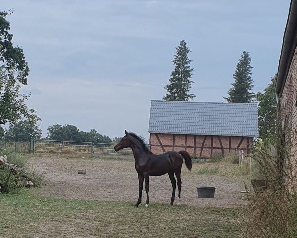 Fohlen von Constantin (Deutsches Sportpferd, 2024, von Corlou PS)