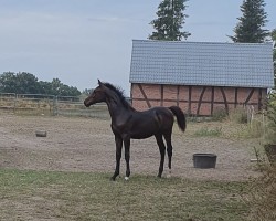 Fohlen Constantin (Deutsches Sportpferd, 2024, von Corlou PS)