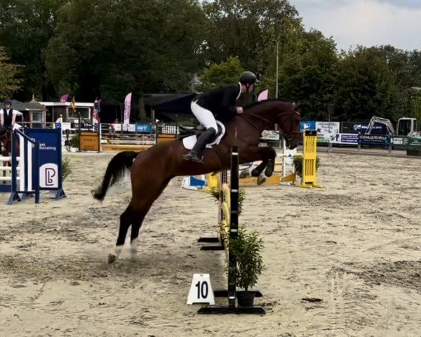 jumper Nicolàs (KWPN (Royal Dutch Sporthorse), 2018, from Comthago VDL)