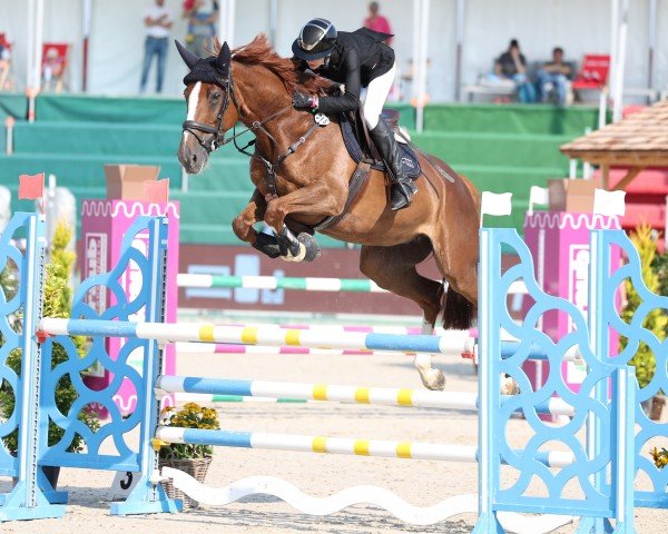 jumper Karliene SHO Z (Zangersheide riding horse, 2016, from Kannan)