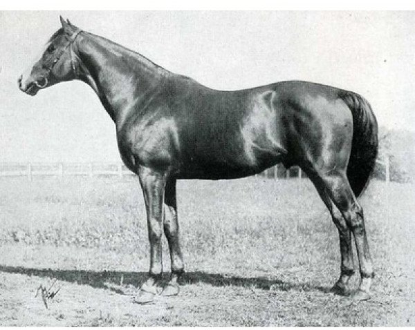 horse Sardanapale xx (Thoroughbred, 1911, from Prestige xx)
