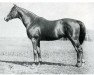 stallion Sardanapale xx (Thoroughbred, 1911, from Prestige xx)
