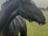 Springpferd Hickstead Blue Eye (Hannoveraner, 2017, von Hickstead White)