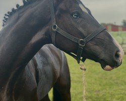 jumper Hickstead Blue Eye (Hanoverian, 2017, from Hickstead White)