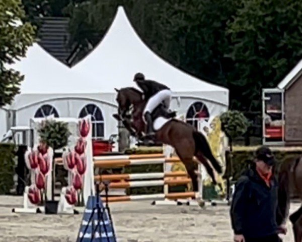 jumper O' Chalusy (KWPN (Royal Dutch Sporthorse), 2019, from Chacfly PS)