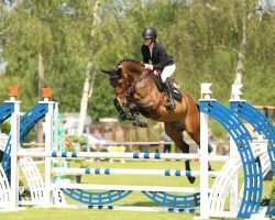 jumper Talypso van't Roth (Belgian Warmblood, 2019, from Halifax van het Kluizebos)