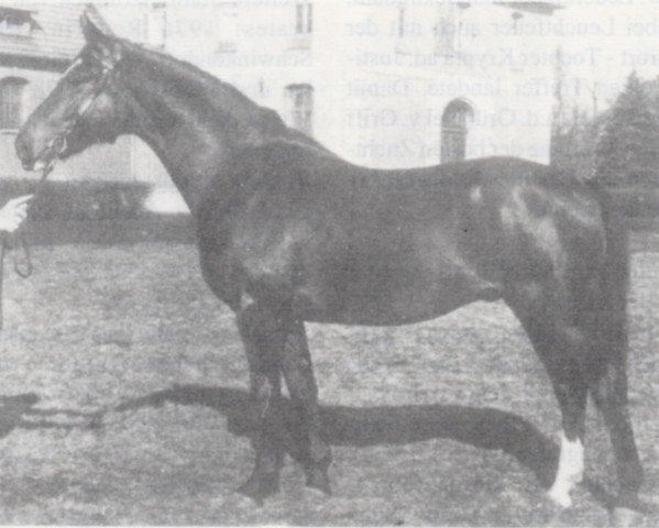 Pferd Faruk (Hannoveraner, 1938, von Florenz)