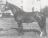 stallion Faruk (Hanoverian, 1938, from Florenz)