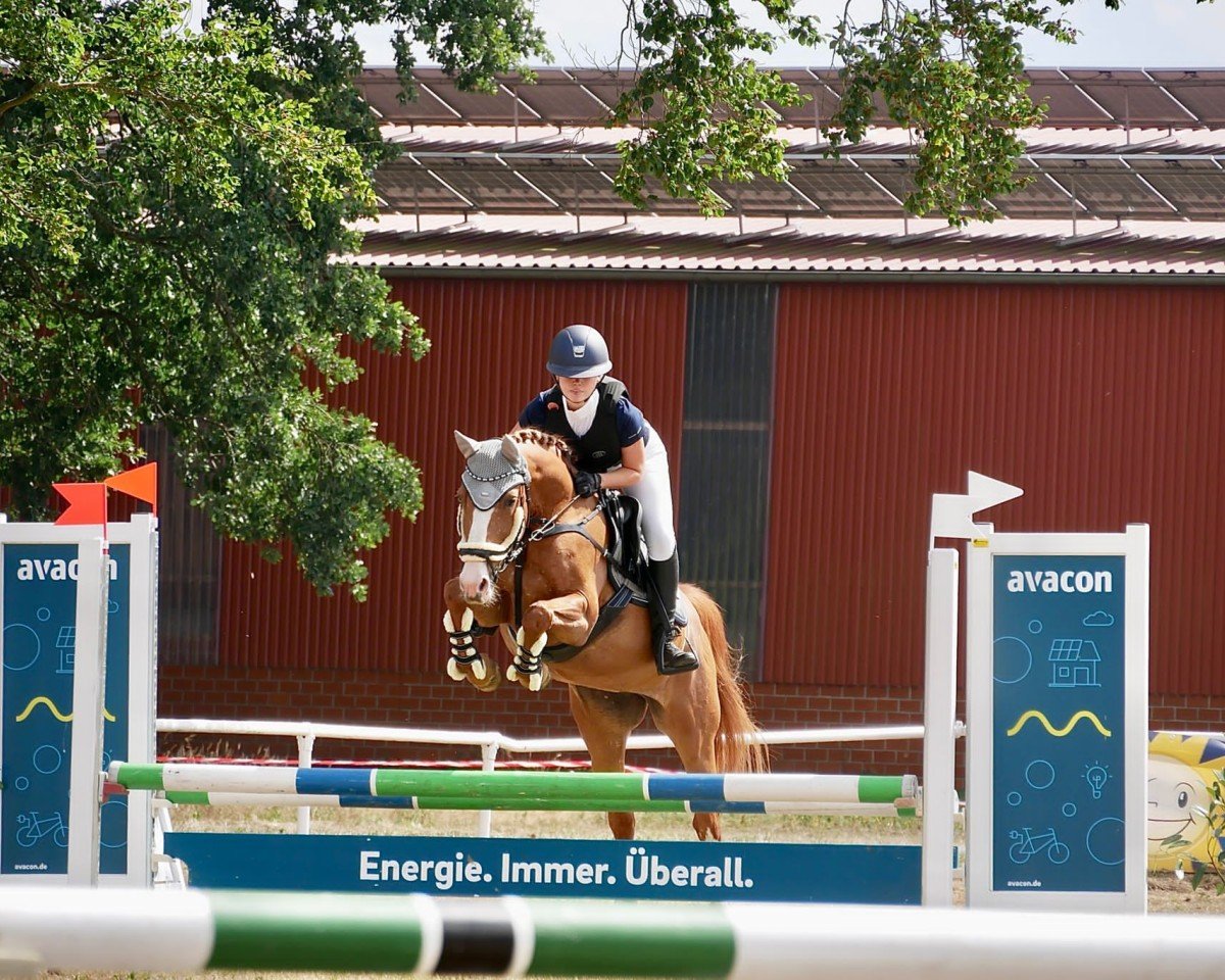 dressage horse Maiglöckchen 23 (German Riding Pony, 2010, from Manchester)