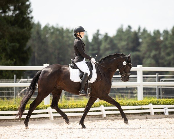 dressage horse My Dream 19 (German Sport Horse, 2019, from Fürstenstern 3)