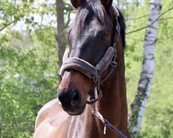 dressage horse Baron de Ley 2 (Oldenburg, 2010, from Bordeaux 28)