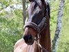 dressage horse Baron de Ley 2 (Oldenburg, 2010, from Bordeaux 28)