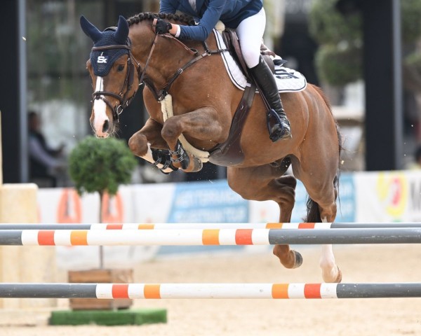 jumper Sniper des Lilas Blancs (Belgian Warmblood, 2018, from Hamilton du Chapitre)