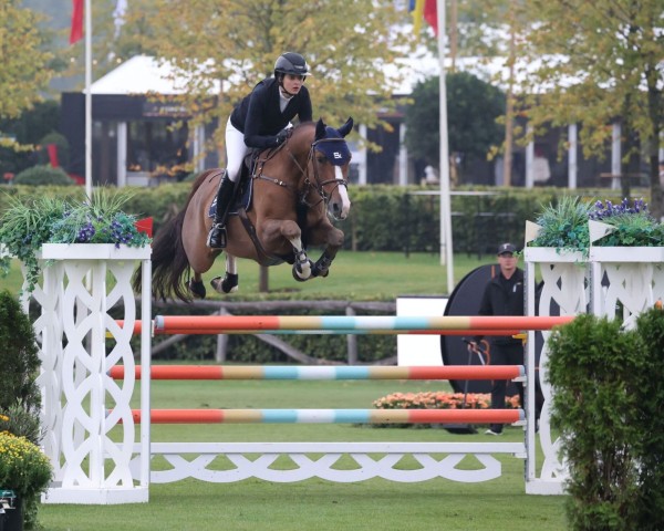 jumper Sniper des Lilas Blancs (Belgian Warmblood, 2018, from Hamilton du Chapitre)