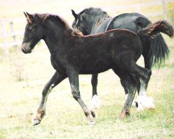 horse Rainhill Merlyn (Welsh-Cob (Sek. D), 2005, from Gwynfaes Culhwch)