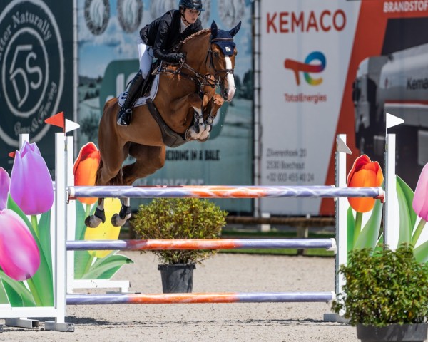 Springpferd Emeraude Pommex Z (Zangersheide Reitpferd, 2017, von Emerald van 't Ruytershof)