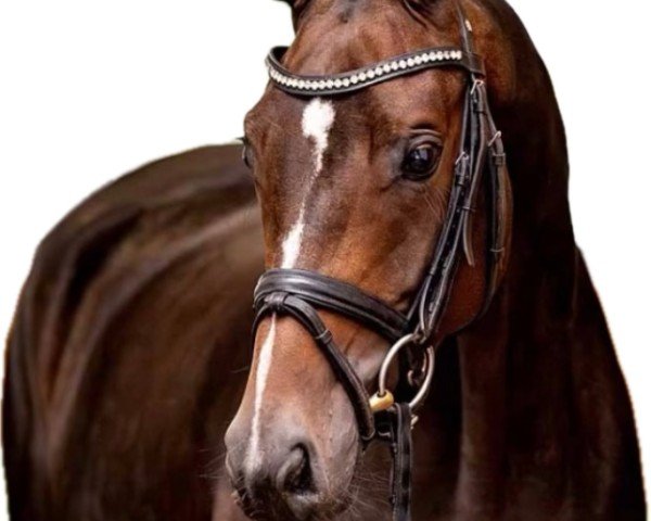 broodmare Satchy (Hanoverian, 2019, from Sarotti Mocca-Sahne)