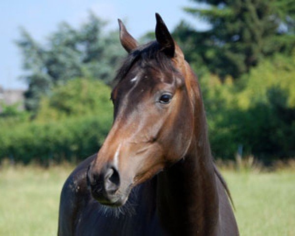 jumper Chocolate Dream (Rhinelander, 2009, from Conteur)