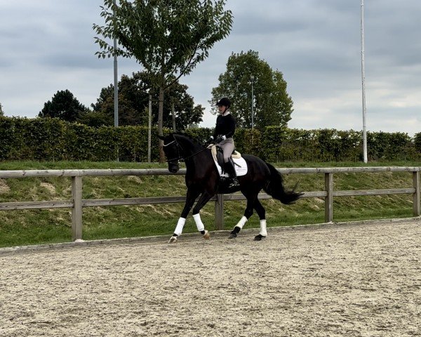 Dressurpferd Fashion Sunday Z (Westfale, 2019, von Fashion In Black NRW)