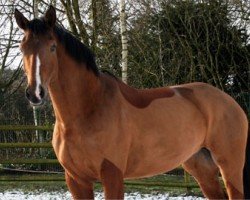 broodmare Aventina 8 (Rhinelander, 2000, from Alabaster)