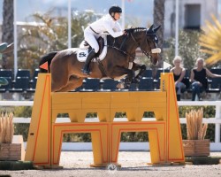 jumper Qwantreau (Belgian Warmblood, 2016, from Tolano van het Riethof)