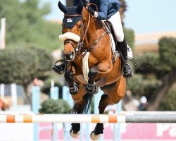 jumper Granada Lvp (anglo european sporthorse, 2016, from Grandorado TN)