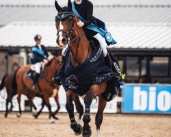 jumper Promise van 't Slavinneveld (Belgian Warmblood, 2015, from Casiro I)