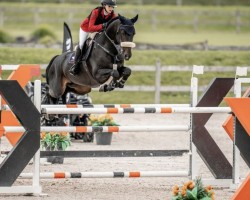 jumper Vision of Picobello Z (Zangersheide riding horse, 2016, from Vagabond de la Pomme)