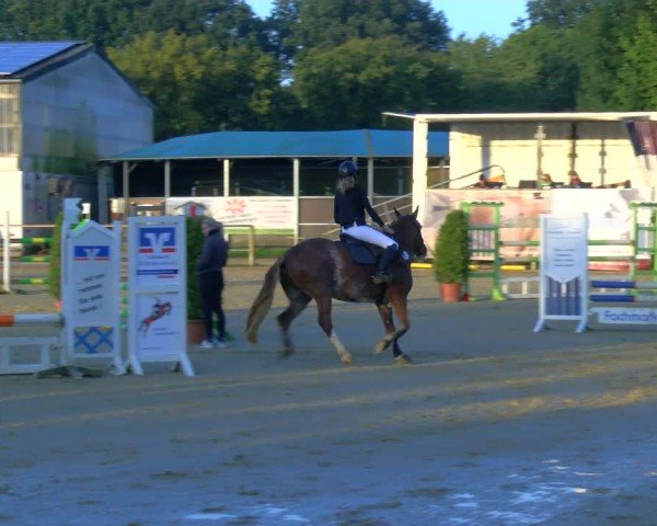 Reitturnier Laer 2024