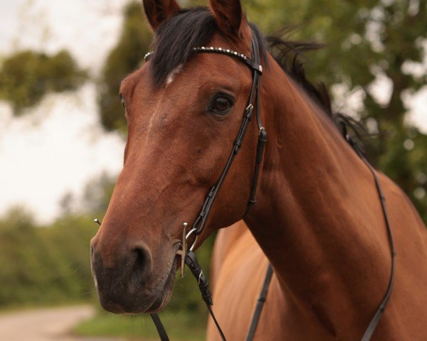 jumper Candiro 6 (Holsteiner, 2012, from Cantoblanco)