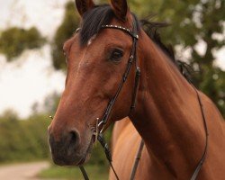 jumper Candiro 6 (Holsteiner, 2012, from Cantoblanco)