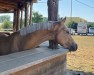 dressage horse Steendieks What a feeling (German Riding Pony, 2020, from FS Daddy Cool)