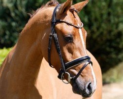 dressage horse Steendieks Delorean (German Riding Pony, 2020)