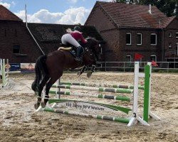 jumper Quality's Son (Oldenburg show jumper, 2009, from Quality 9)