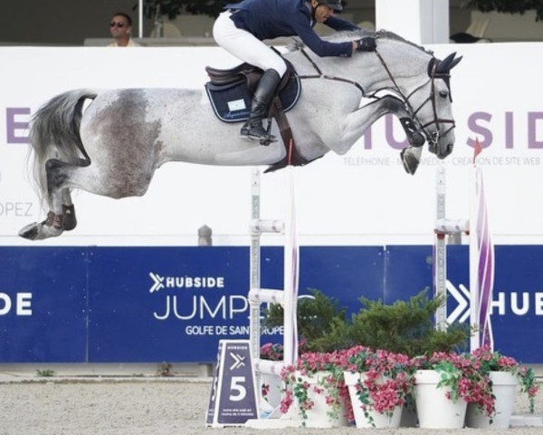 stallion Diablo Blanco (Oldenburg show jumper, 2008, from Chacco-Blue)