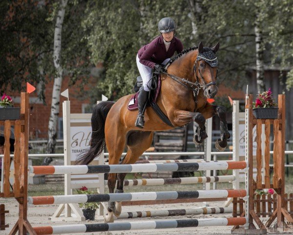 jumper Hollywood 78 (German Sport Horse, 2018, from Hickstead White)