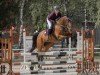 Springpferd Hollywood 78 (Deutsches Sportpferd, 2018, von Hickstead White)