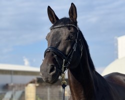 jumper Quick's Diamant Cmc CH (Swiss Warmblood, 2013, from Diarado)