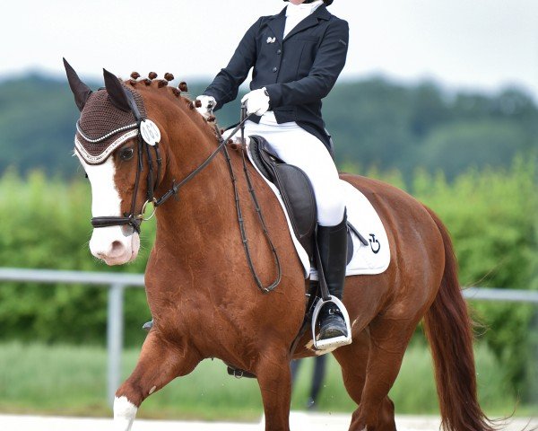 dressage horse Kosmo van Esseborg (German Riding Pony, 2007, from Komet)