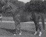 stallion Amtsrat (Mecklenburg, 1945, from Amtshauptmann)