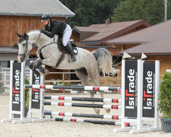 Springpferd Vijador (Deutsches Sportpferd, 2018, von Vingino)