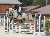 jumper Vijador (German Sport Horse, 2018, from Vingino)