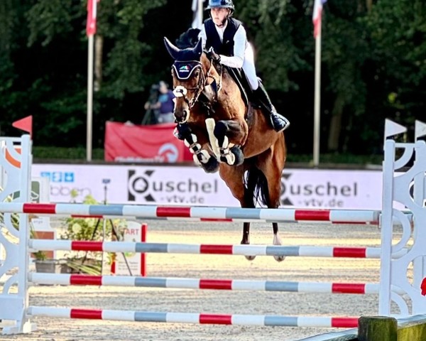 jumper Dia Luna (Oldenburg show jumper, 2017, from Don Diarado)